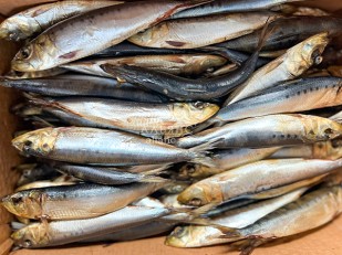 Рыбные снеки: Сельдь Иваси х\к